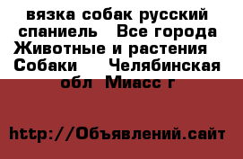 вязка собак русский спаниель - Все города Животные и растения » Собаки   . Челябинская обл.,Миасс г.